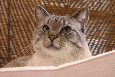 As your tabby cat ages, he becomes susceptible to chronic renal failure.