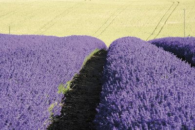 Lavender fields