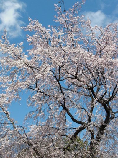 In warm years, trees will blossom earlier.
