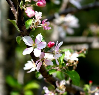 A branch of a blossoming apple tree.