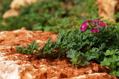 Purpletop Verbena