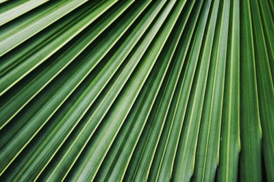 Grooved leaves help water drip off the surface.