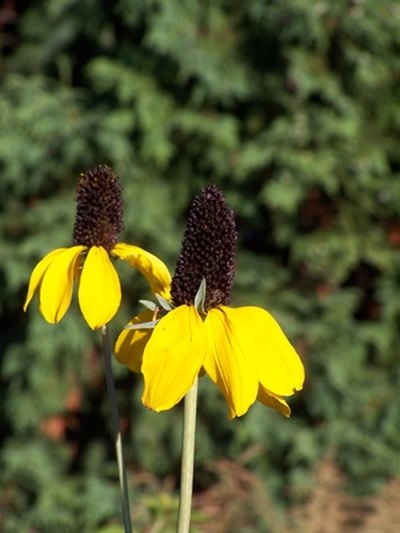 Cutleaf coneflowers are perennials native to New Jersey.