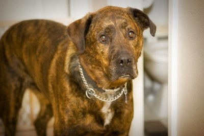 Dogs with mast cell tumors will benefit most from cimetidine.