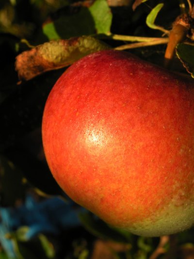 Honeycrisp tolerates cold temperatures and provides delicious fruit.