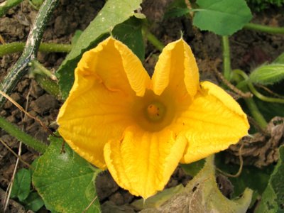 Male flowers have fused stamens that appear to be a single stamen in the center.