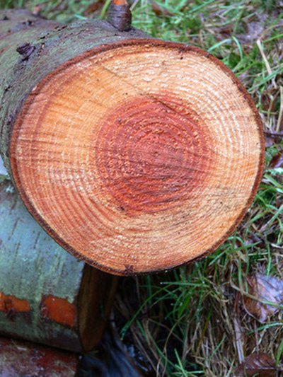 A tree's growth rings are clues to its history.