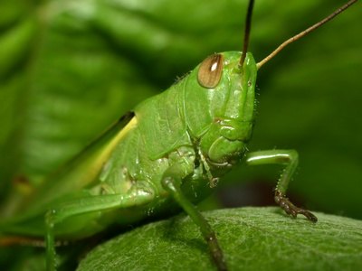 Grasshoppers come in several varieties.