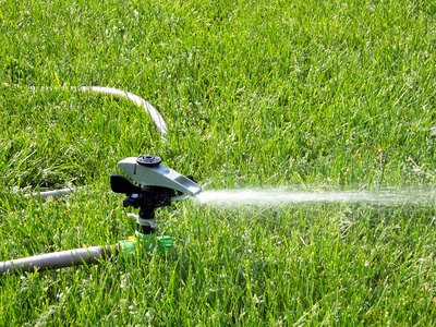 Dogs will not urinate on a wet lawn.