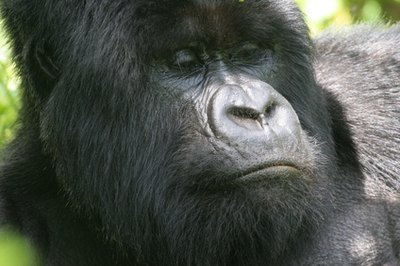 Gorillas are part of Rwanda's fauna.