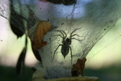 These spiders are very dangerous and their webs resemble a funnel.