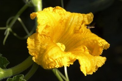 Female flowers also have multi-segmented stigma in the center.