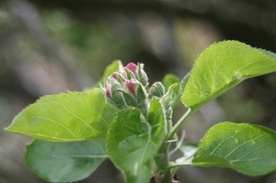 Blossoms emerge in spring from buds formed the previous summer.