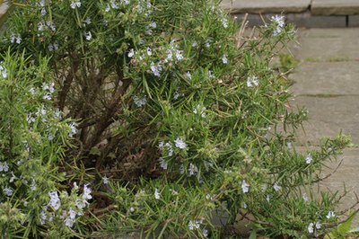 Rosemary in bloom