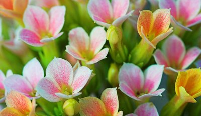 Classical music encourages plant growth.