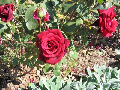 Rose bush