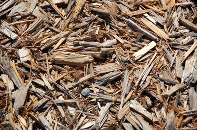 Mulched mounds conserve water.