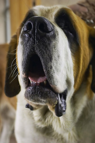 Seasonal inhalant allergies can be seen in dogs.