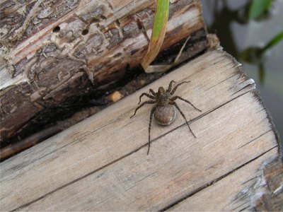Though western fence lizards often eat spiders, some spiders prey on baby western fence lizards.