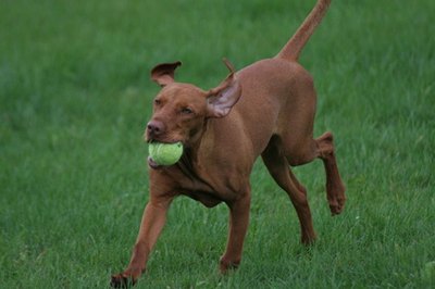 Pet owners should research all pesticides before administering to pets.