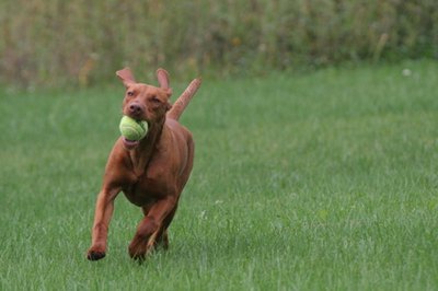 Your dog may be allergic to the grass in your yard.