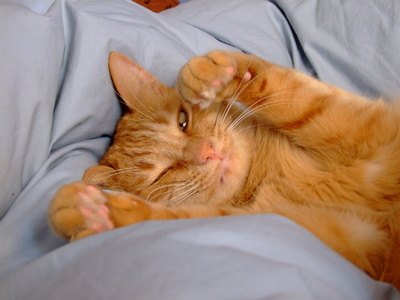 Prednisone is used for lymphoma and mast cell tumors.