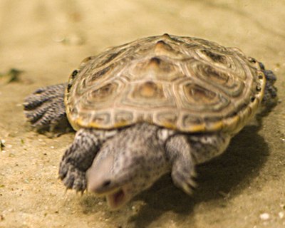 The snapping turtle "snaps" its prey out of the water with its long, sharp jaws.
