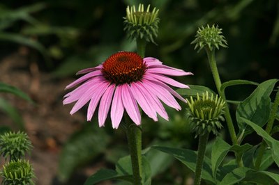 Echinacea, or Cone flower