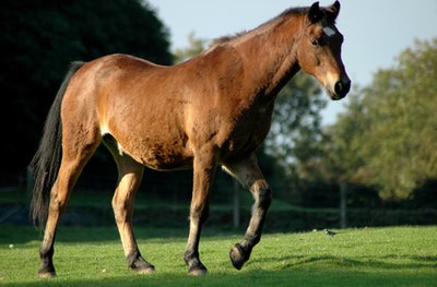 Horse celebrating the arrival of funds.
