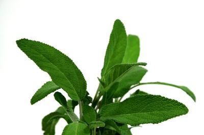 Pineapple Sage