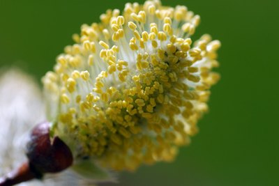 Some types of pollen cause rashes.