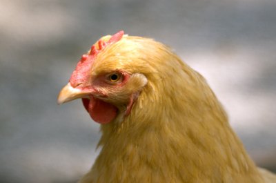 places like Heifer International give grants of livestock.