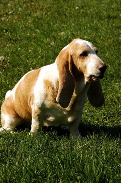 The sour odor of vinegar is not pleasing to dogs.