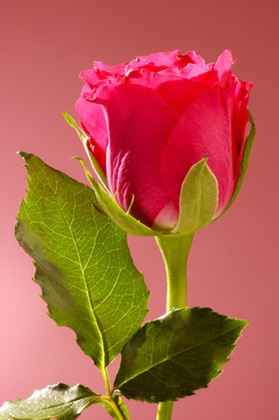 Adding food coloring to roses adds an interesting touch of color.