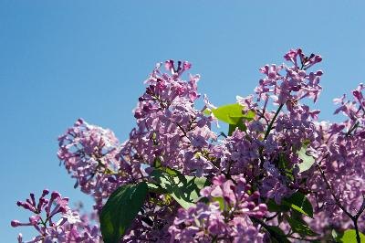 Lilacs bloom in early spring and should be trimmed after blooming.
