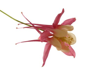 Red columbine produce bugle-shaped flowers.