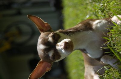 Too much Frontline is potentially deadly for small breed dogs.