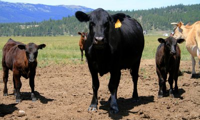 Until humans arrived, the Hawaiian Islands had no land mammals.