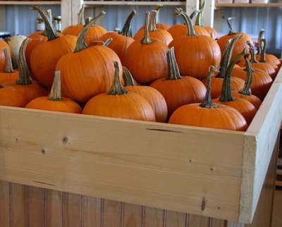 A cartful of pumpkins with their stems can be the start of a challenging game.