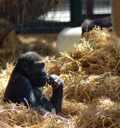 Mountain gorillas stay hydrated by eating succulent plants.
