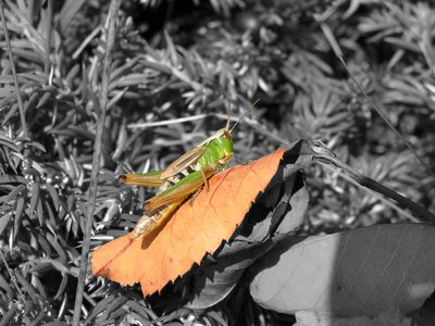 A two-striped grasshopper works during the day.
