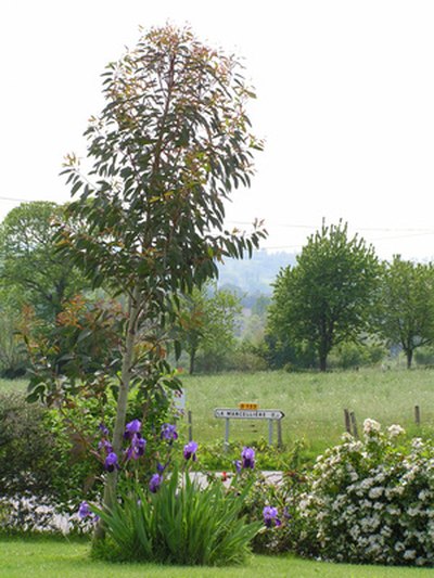 Eucalyptus is adapted to Rwanda's climate.