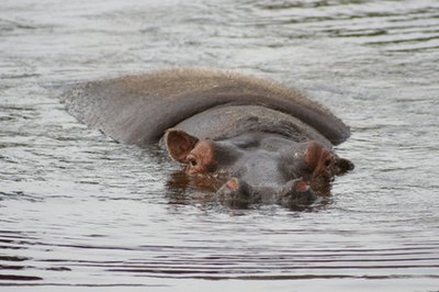 Hippos live in Rwanda's rivers by the grassland.