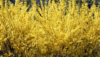 Forsythia is one of the earliest-flowering shrubs.
