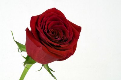 Cutting the stem helps the food coloring enter the petals.
