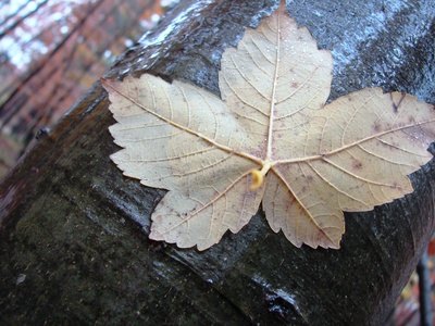 Single-serrate leaves have "teeth" along the margin.