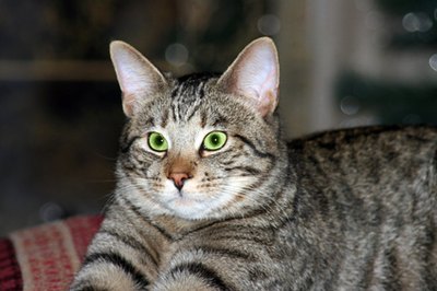 This cat exhibits the traditional striped tabby pattern.