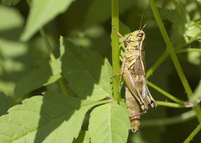Red-legged grasshoppers have yellow bellies.