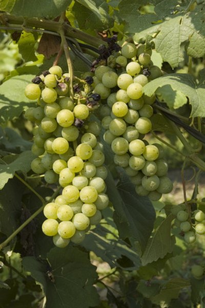 Niagara grapes produce large, sweet fruit.