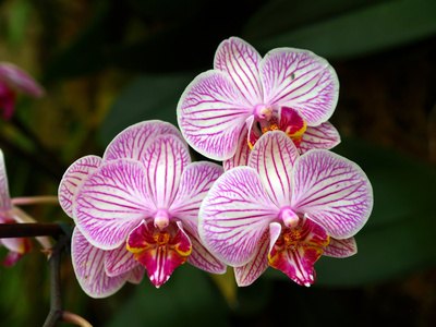 Flowers of the Amazon rainforest have developed unique adaptations to ensure their survival.